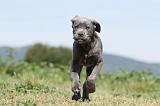 CANE CORSO 508